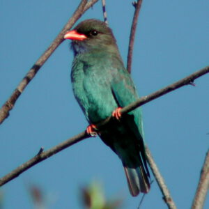 Shanghai Stationary Dollarbird - Afbeelding 2