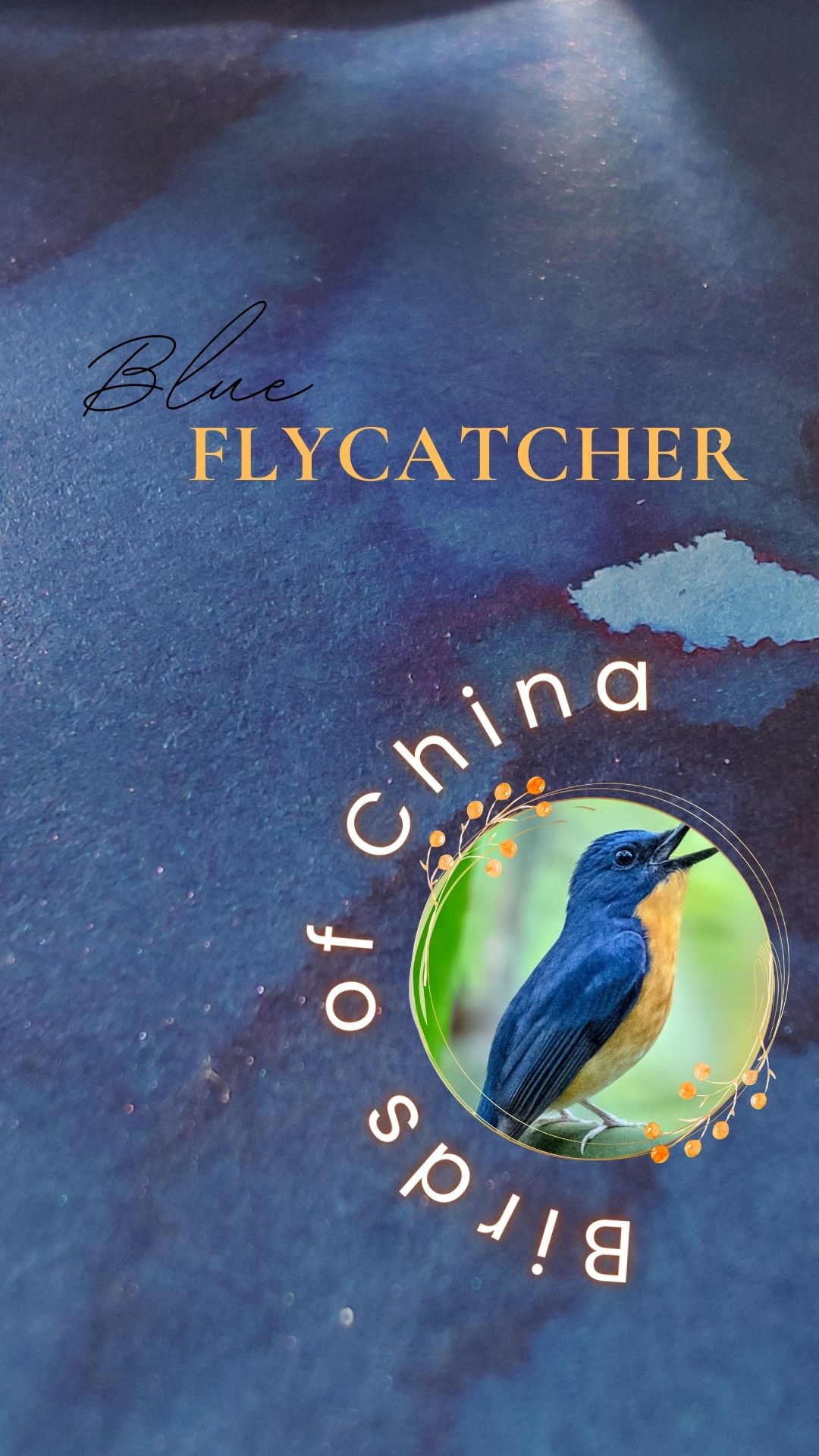 Shanghai Stationary Blue Flycatcher - Afbeelding 3