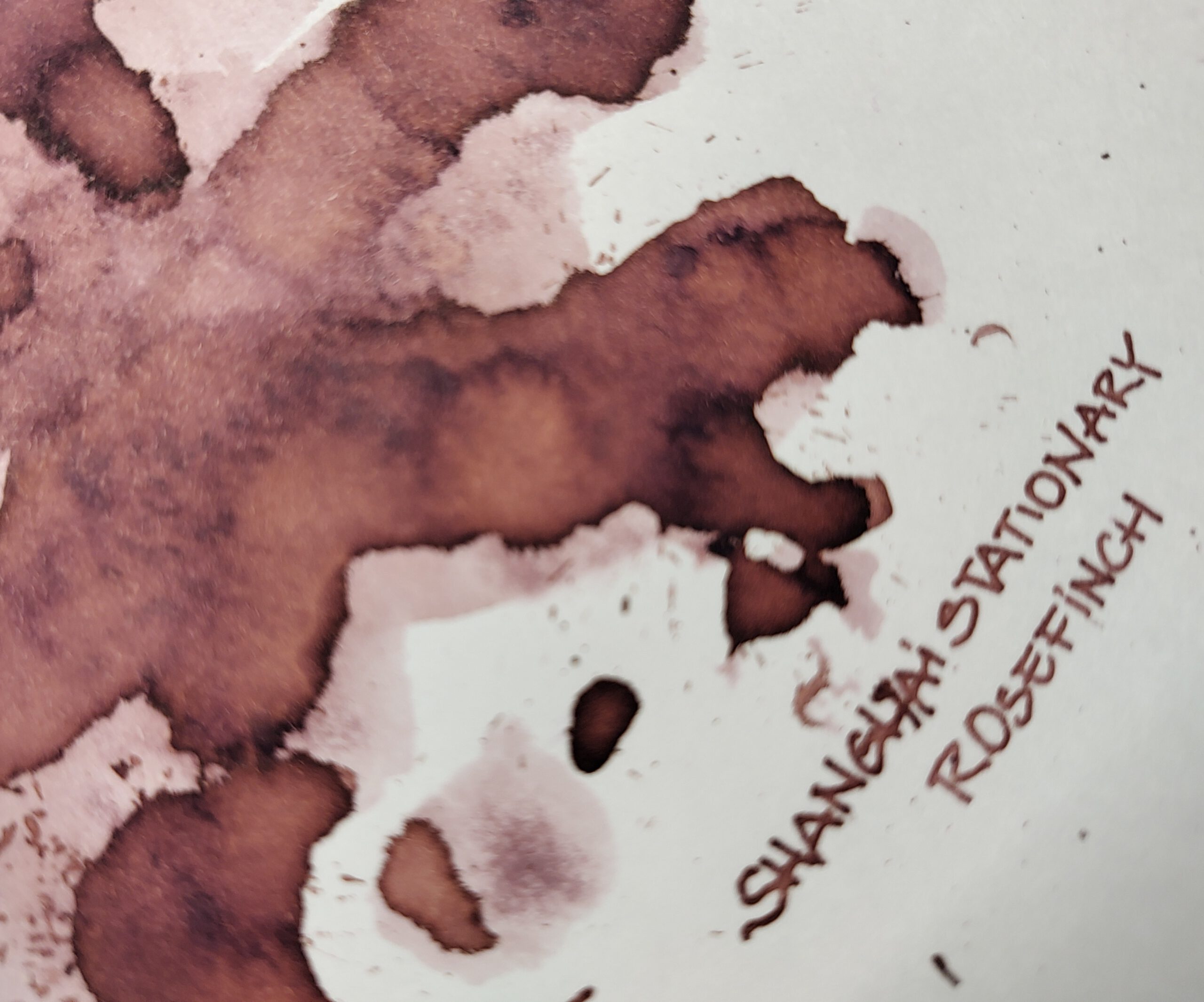 Shanghai Stationary Rosefinch - Afbeelding 2