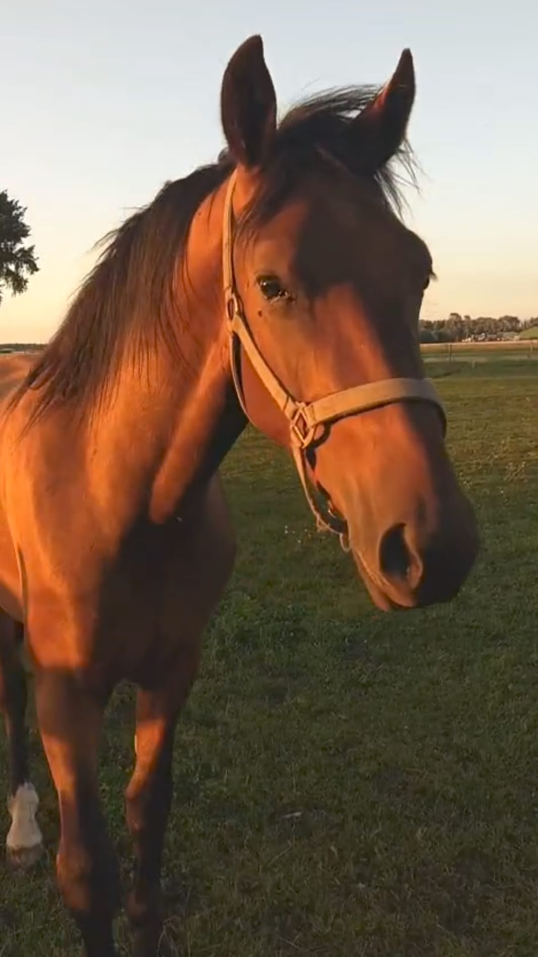 Shanghai Stationary Freedom on Horseback (Lunar Year 2026) - Afbeelding 3