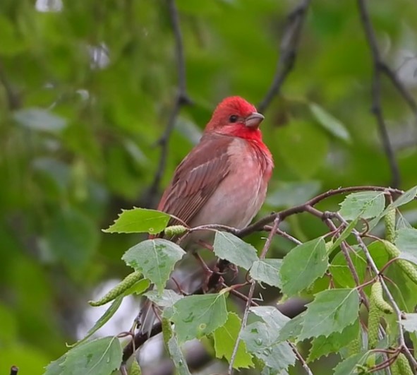 Shanghai Stationary Rosefinch - Afbeelding 3